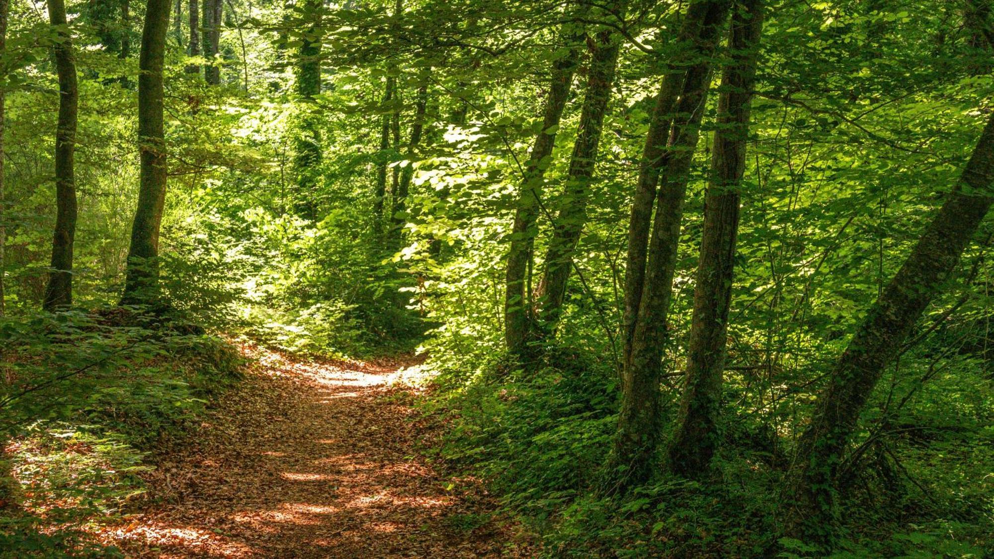 Can Baseia - amb jardí i accés privat a La Fageda Santa Pau Exterior foto